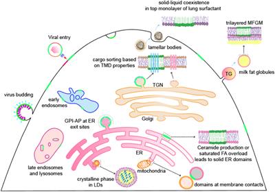 Membrane Heterogeneity Beyond the Plasma Membrane